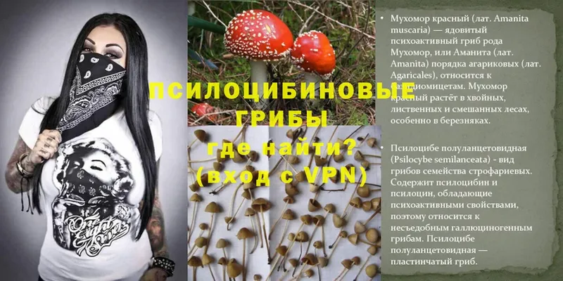 Псилоцибиновые грибы Psilocybe  цены   Льгов 